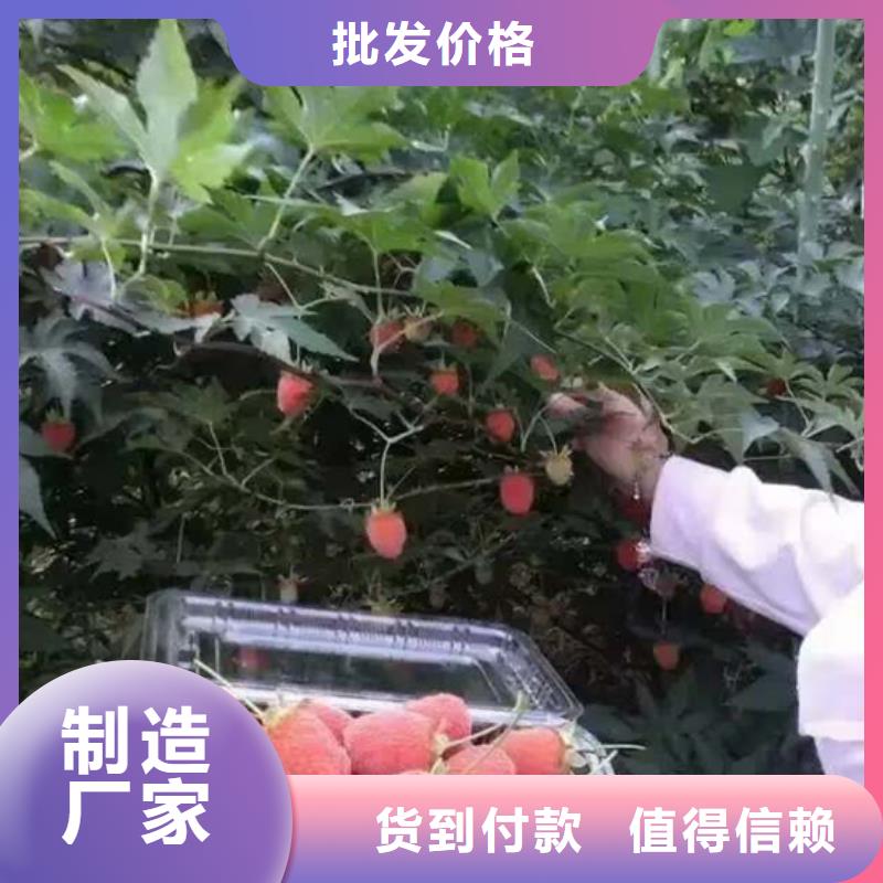 树莓【蓝莓苗】支持拿样