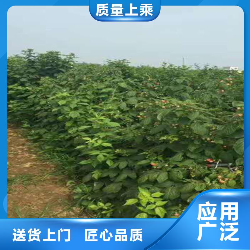 树莓,樱桃苗一站式采购