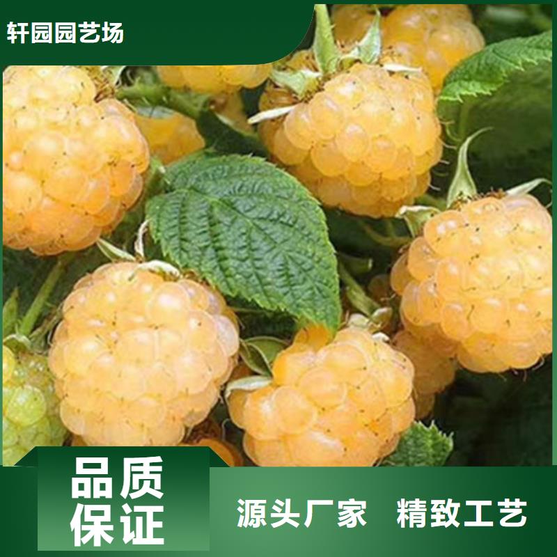 树莓-苹果苗质量优价格低