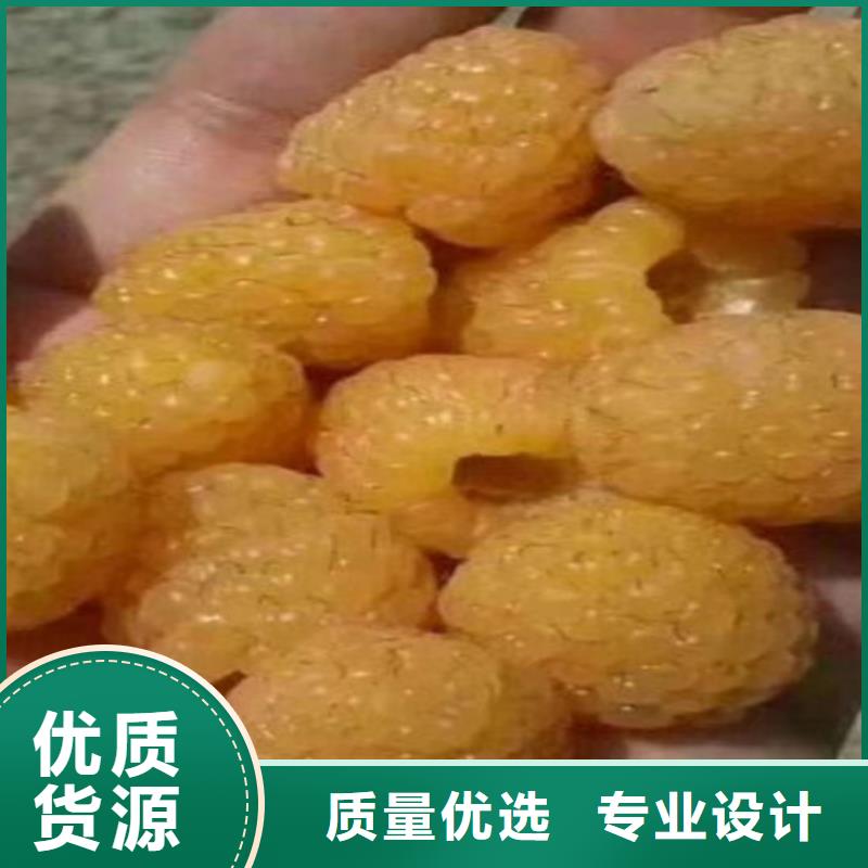 树莓无花果苗专注品质