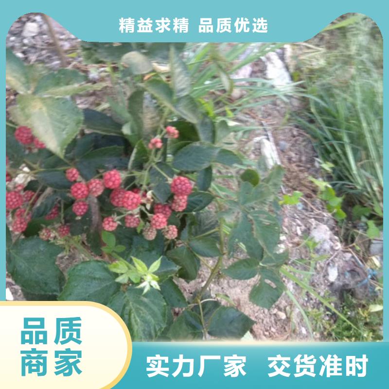 树莓奶油草莓实力商家推荐