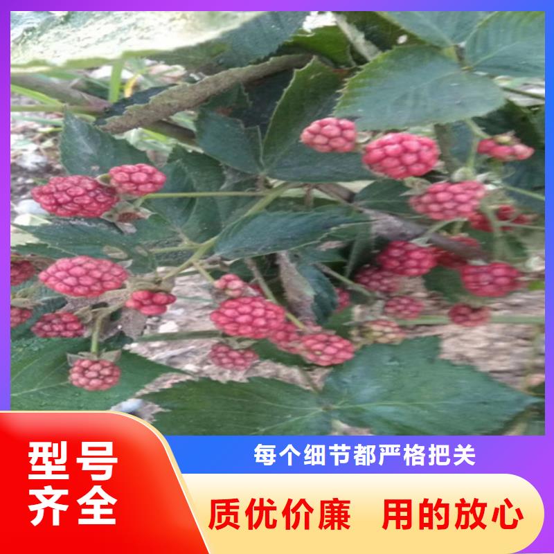 树莓_草莓苗订购