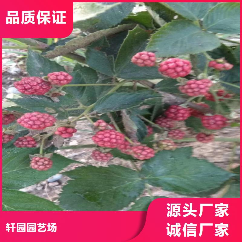 树莓桃树苗货源直销
