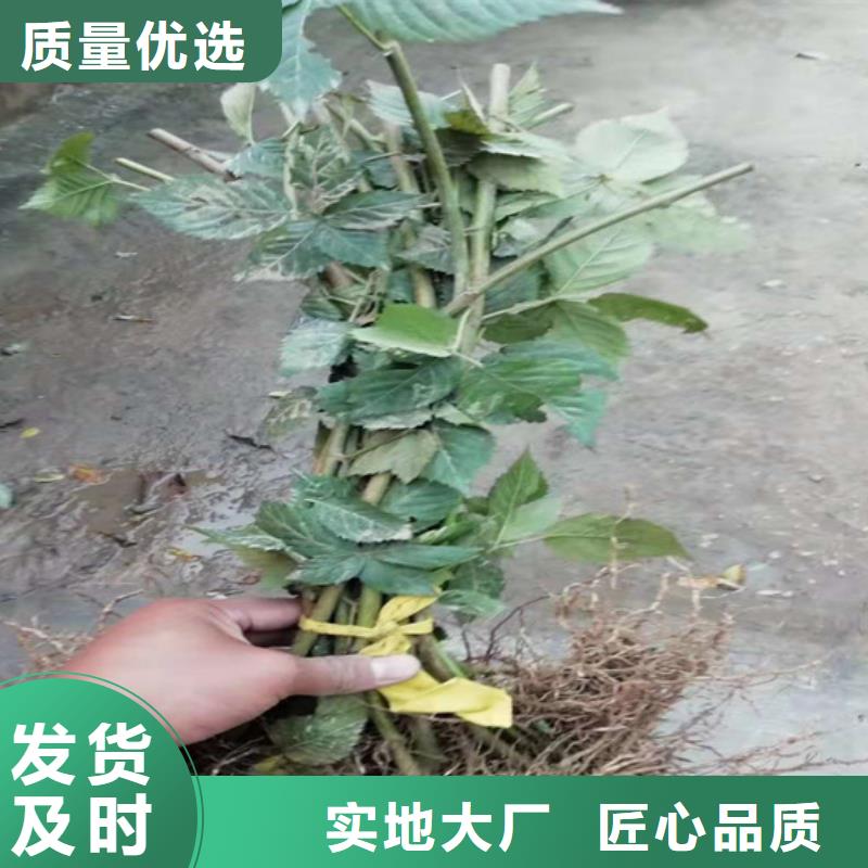 树莓苹果苗客户满意度高