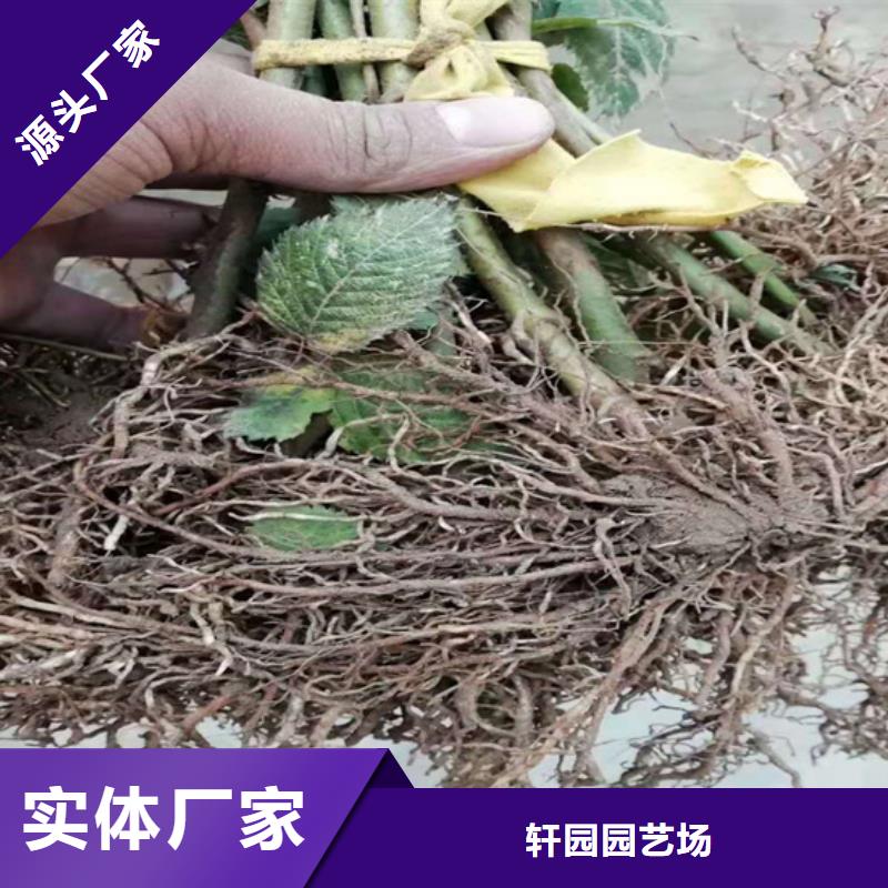树莓蓝莓苗专心专注专业
