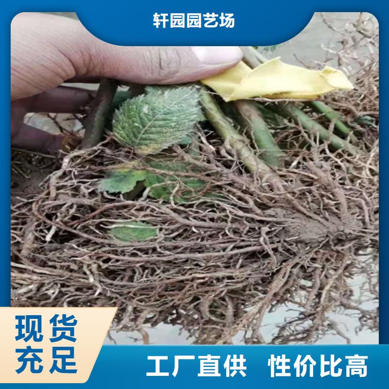 树莓樱桃苗品质有保障
