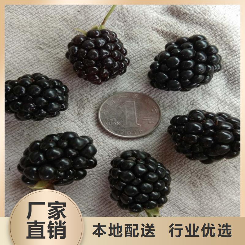 树莓桃树苗货源直销