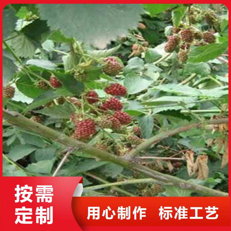 【树莓樱桃苗支持定制批发】