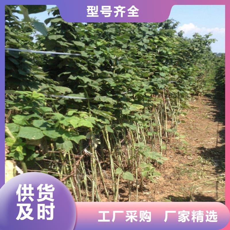 树莓【樱桃苗】甄选好物