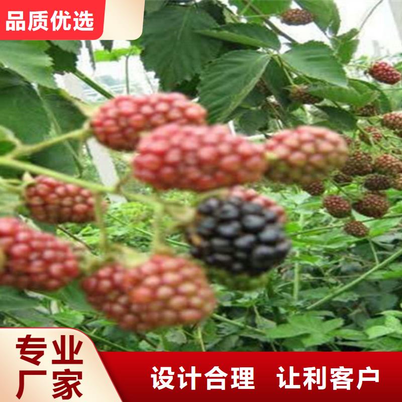 树莓_石榴树不断创新