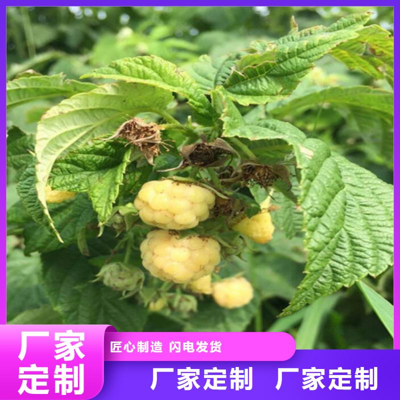 树莓嘎啦苹果诚信可靠