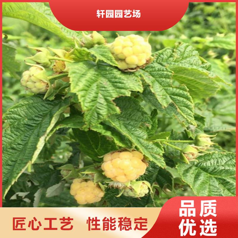 树莓红颜草莓品质有保障