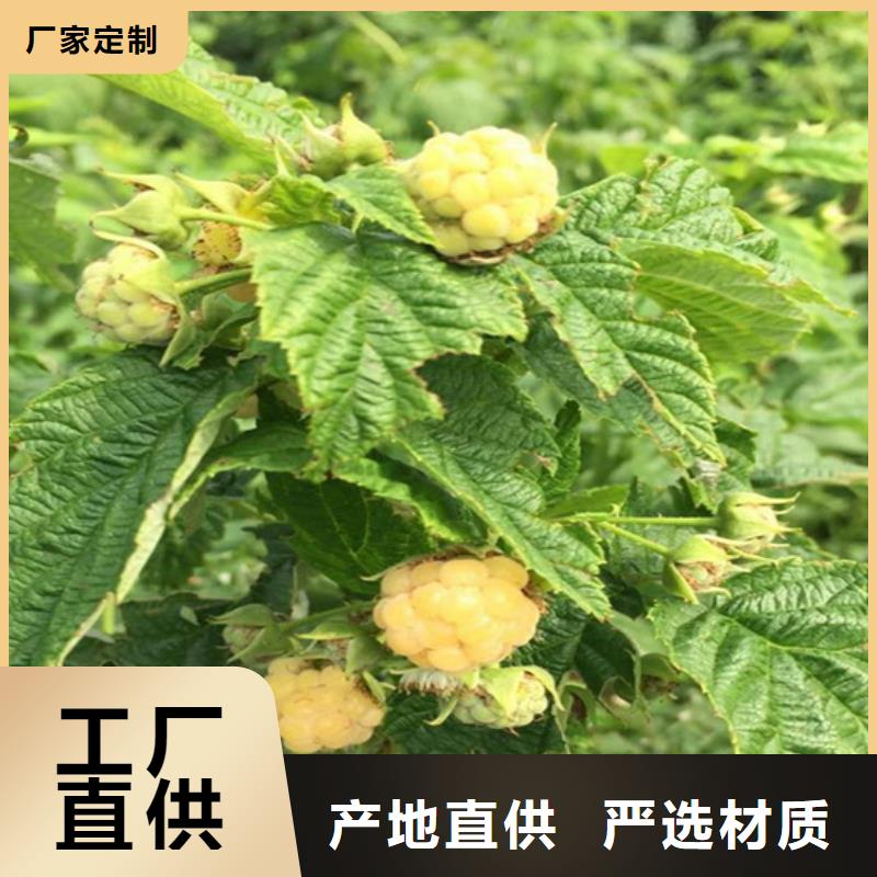 树莓樱桃苗采购