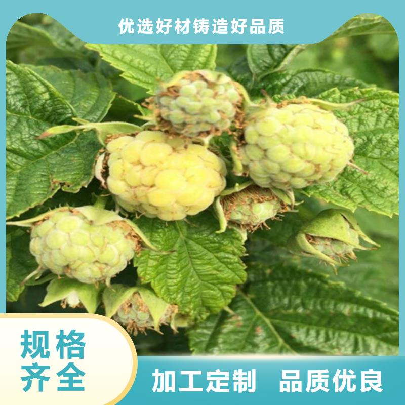 树莓樱桃苗资质认证
