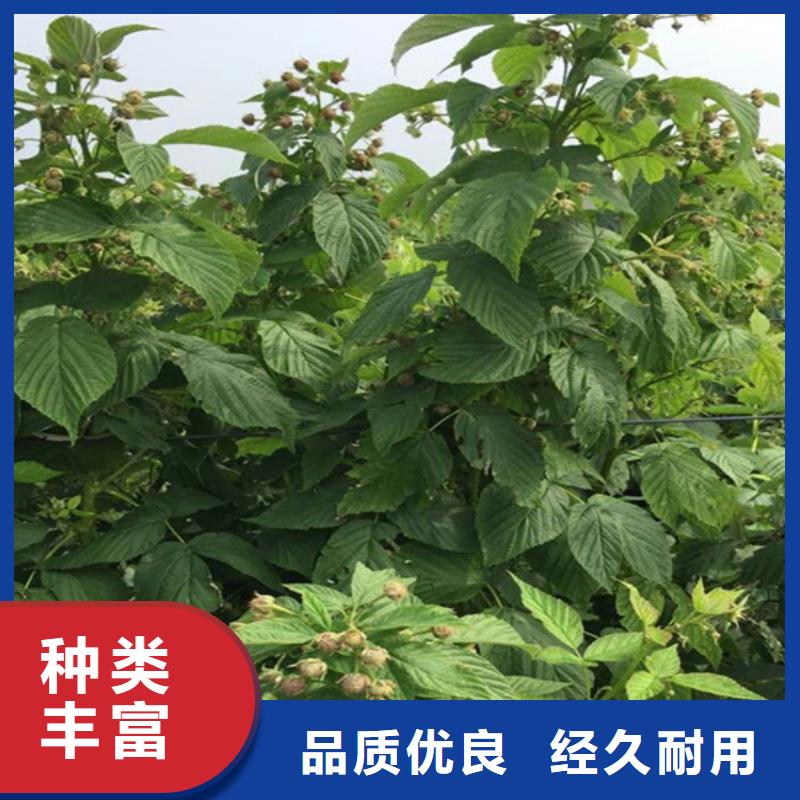 树莓桃树苗精挑细选好货