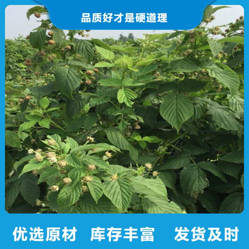 树莓苹果苗N年大品牌
