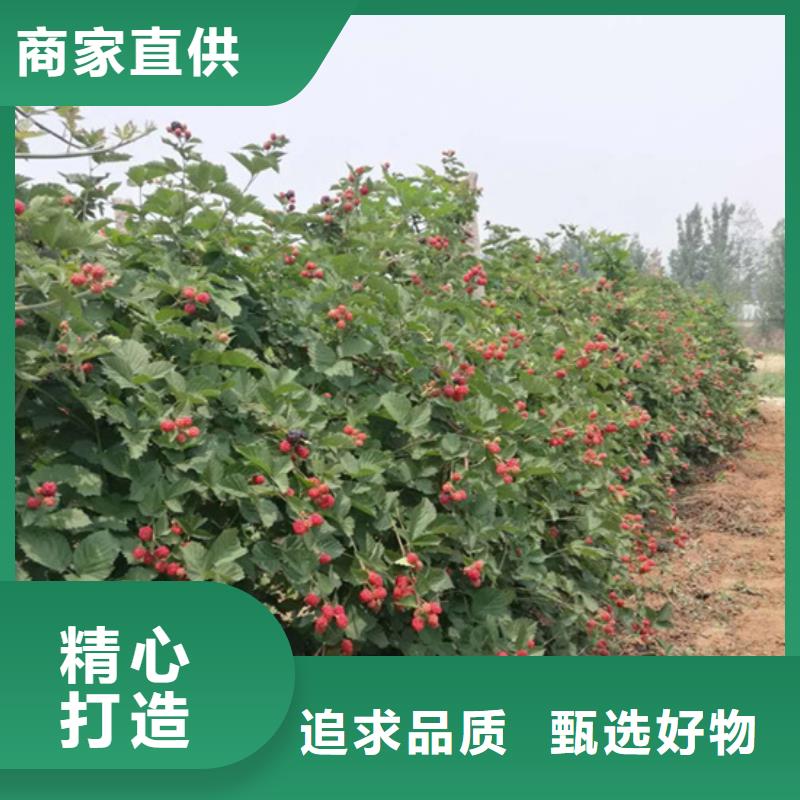 树莓樱桃苗采购