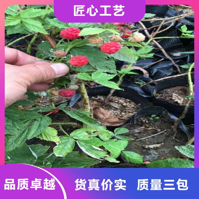 树莓【蓝莓苗】支持拿样