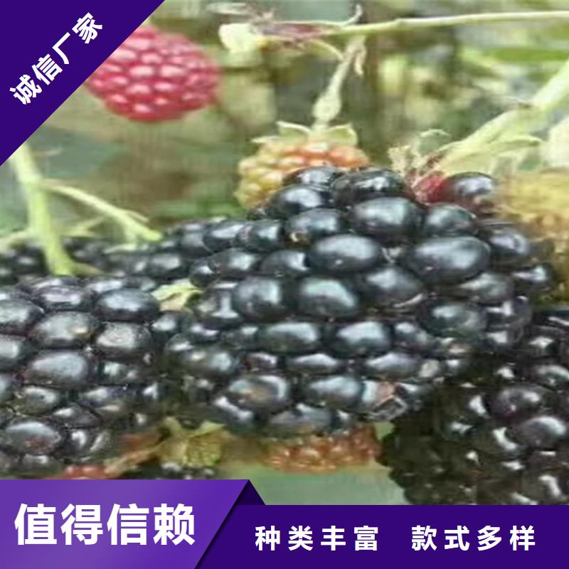 树莓樱桃苗源头厂家直销