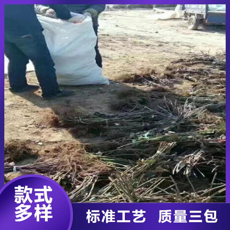树莓【【猕猴桃苗】】精心