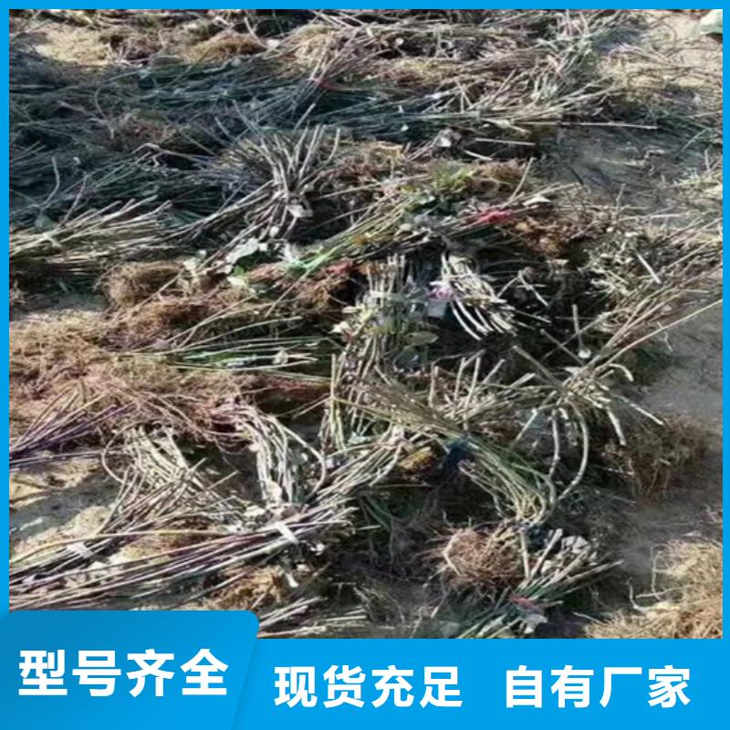 树莓石榴树详细参数