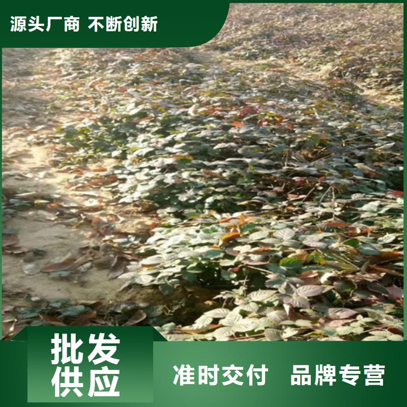 【树莓草莓苗厂家实力雄厚】