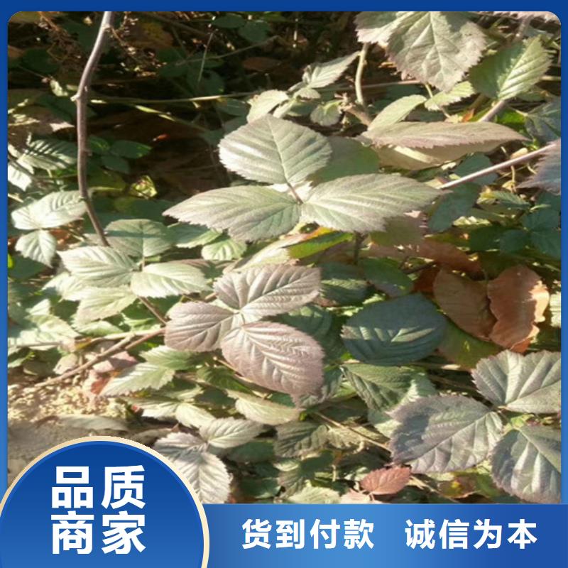 树莓樱桃苗一手货源源头厂家