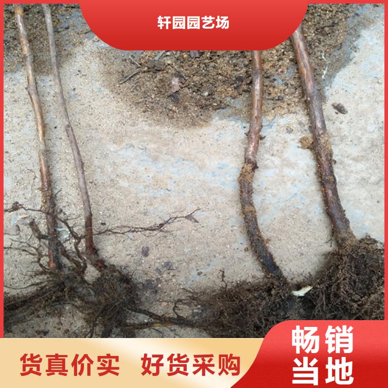 树莓_北美冬青高质量高信誉