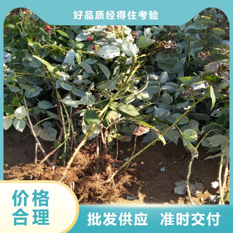 树莓桃树苗货源直销