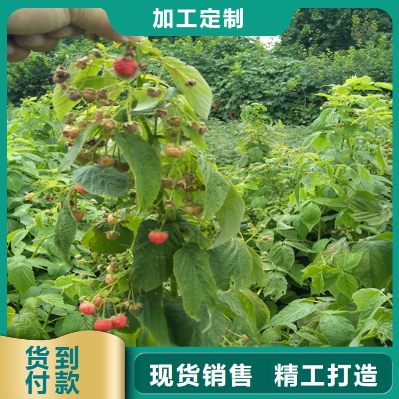 树莓杏树苗好产品不怕比
