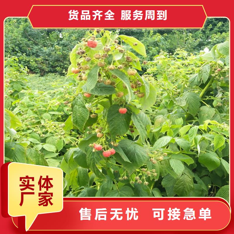 树莓无花果苗重信誉厂家