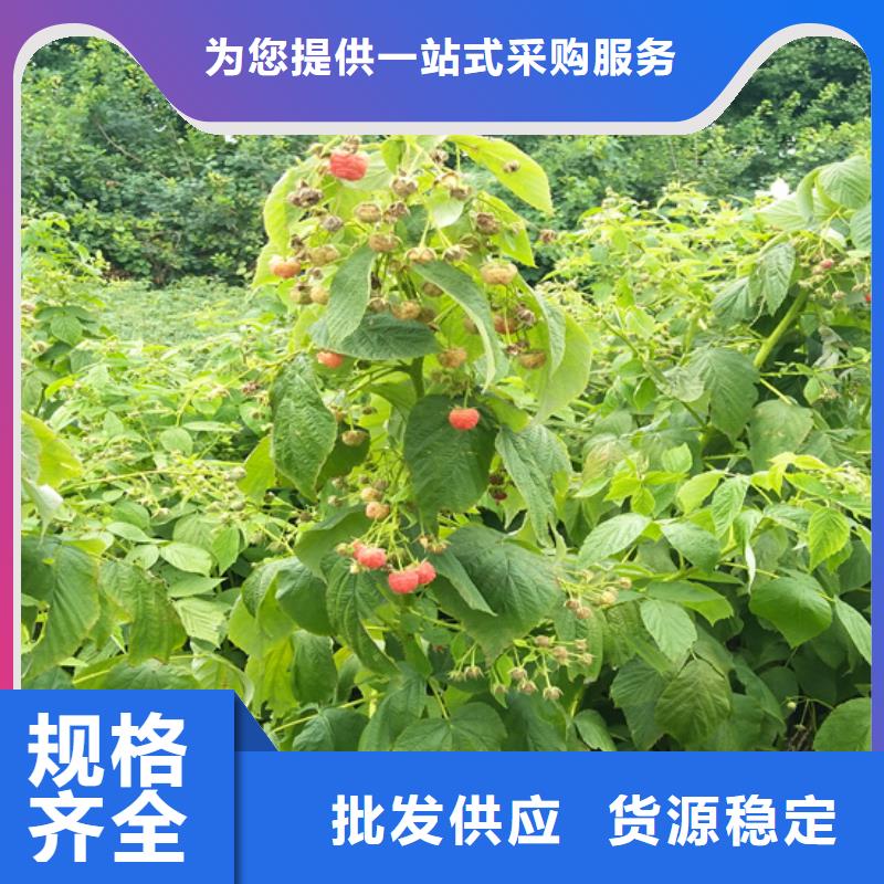 树莓红颜草莓品质有保障
