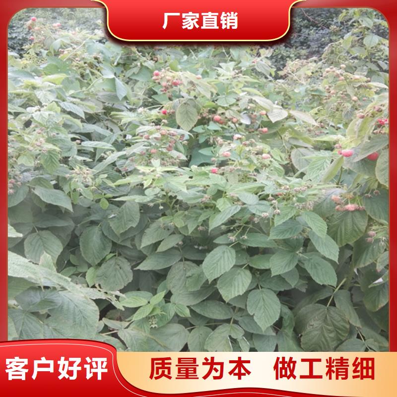 树莓杏树苗好产品不怕比