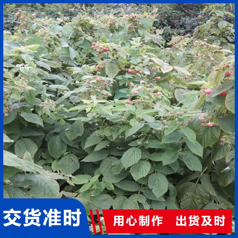 树莓_苹果苗满足您多种采购需求