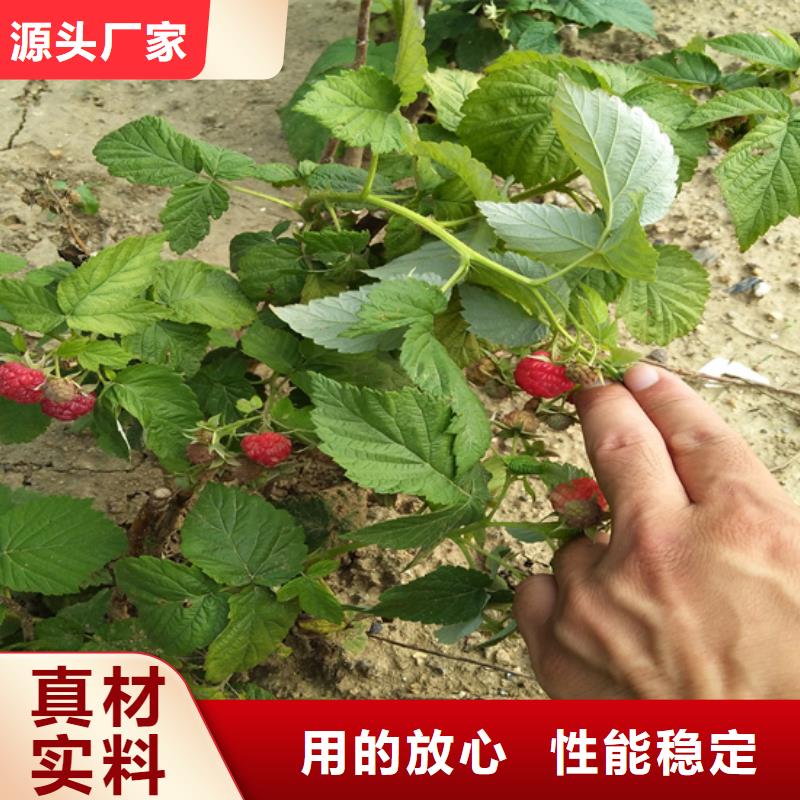 树莓樱桃苗资质认证