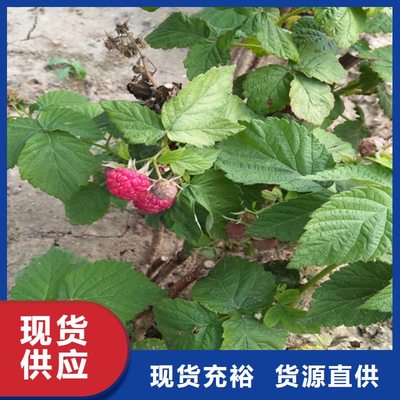 树莓_苹果苗厂家现货批发