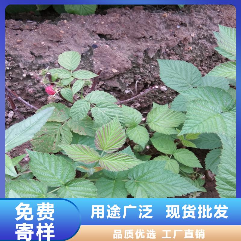 树莓_石榴树不断创新