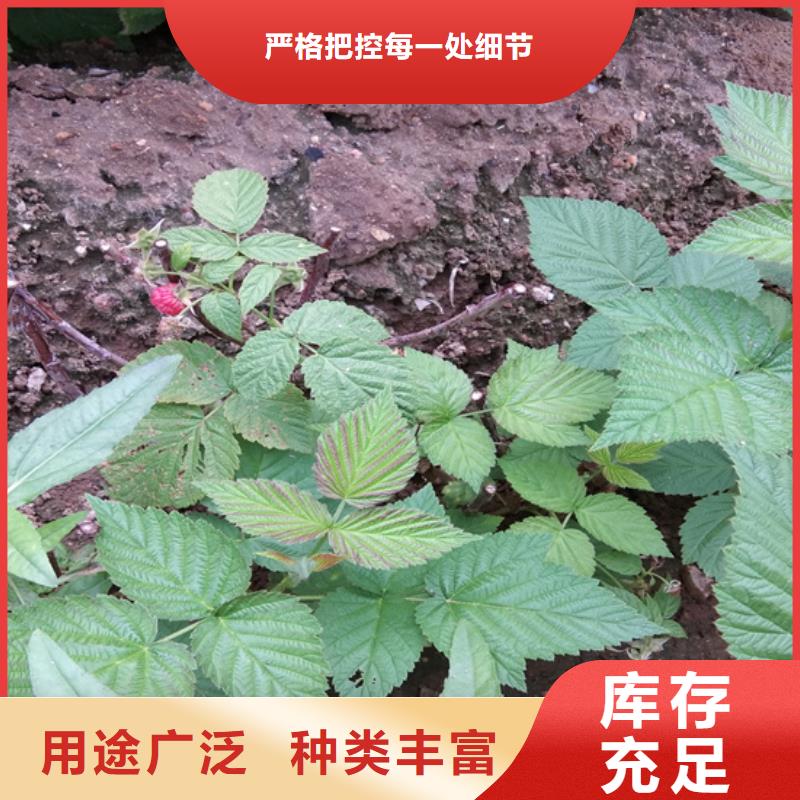 【树莓】_石榴树好产品有口碑-可发货到阳西|阳东|珠海|佛山|中山|汕尾