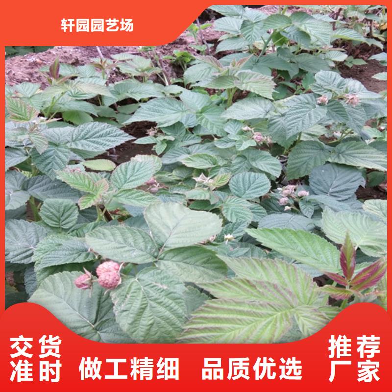 树莓樱桃苗品质值得信赖