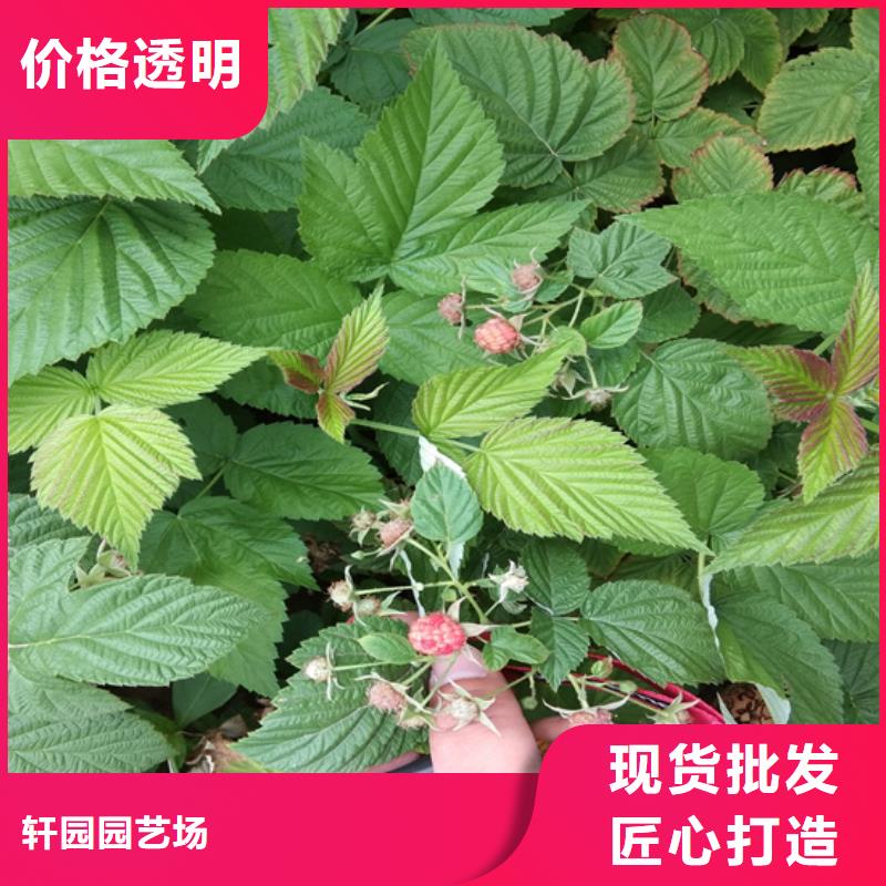 树莓无花果苗重信誉厂家