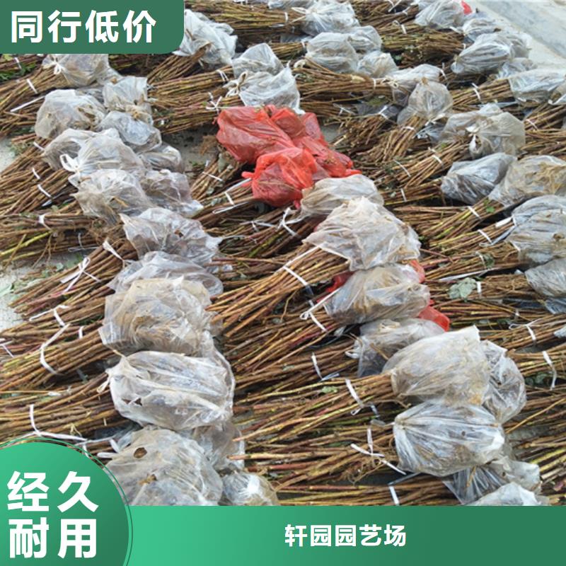 西瓜番石榴苗视频-西瓜番石榴苗-轩园园艺场(贵阳市分公司)服务区域南明|息烽|黔西南|毕节|铜仁|安顺|黔东南|六盘水|遵义