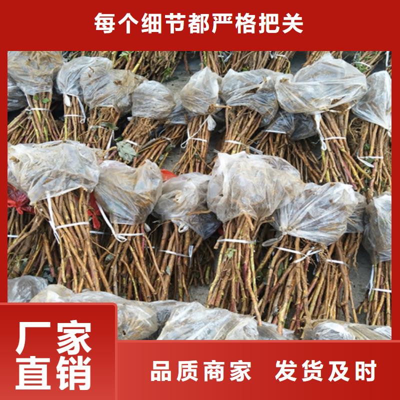 【树莓】_石榴树好产品有口碑-可发货到阳西|阳东|珠海|佛山|中山|汕尾