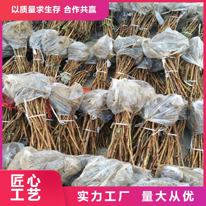 树莓-【樱桃苗】用品质说话