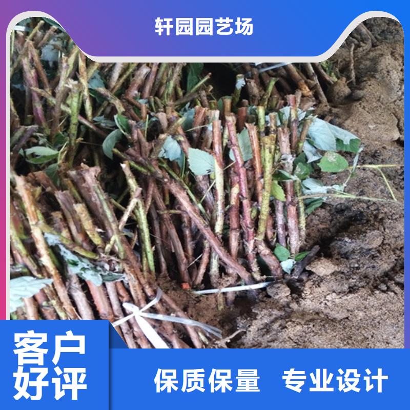 树莓,苹果苗批发价格