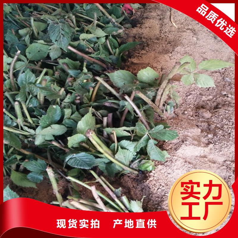 树莓苹果苗N年大品牌