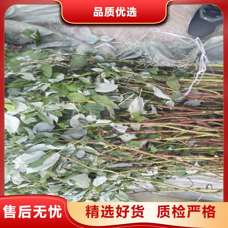 【树莓】_石榴树好产品有口碑-可发货到阳西|阳东|珠海|佛山|中山|汕尾