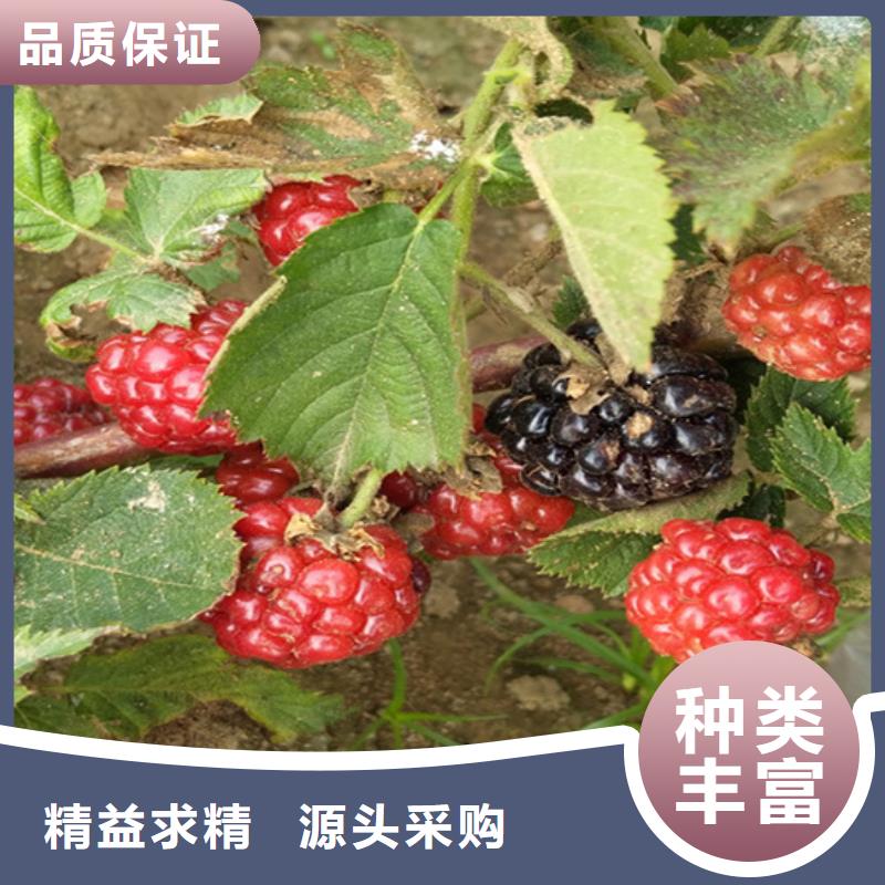 树莓,【梨树苗】生产经验丰富