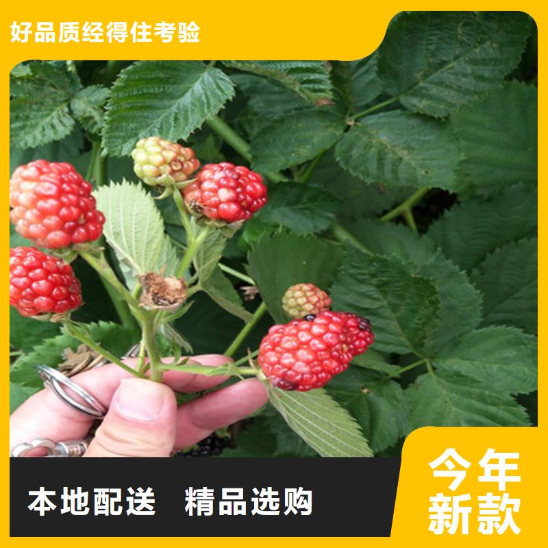 树莓桃树苗精挑细选好货