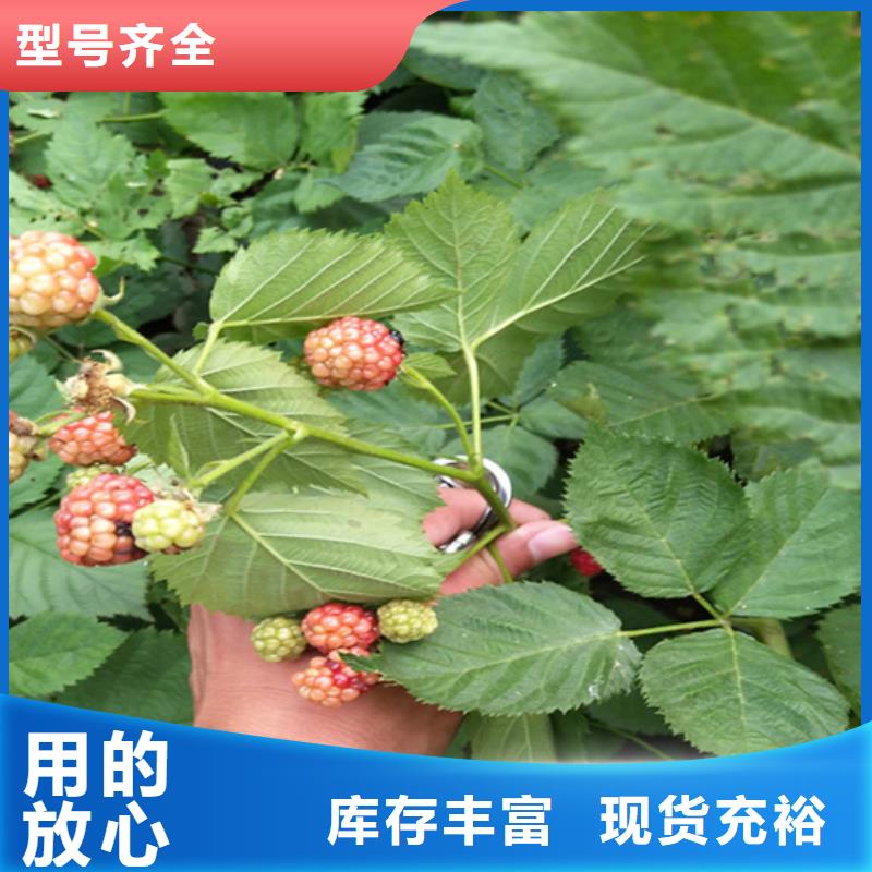 树莓【【猕猴桃苗】】厂家新品