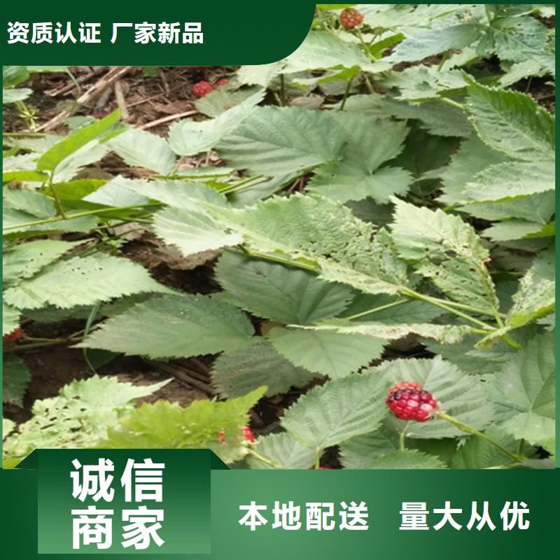 树莓,樱桃苗一站式采购